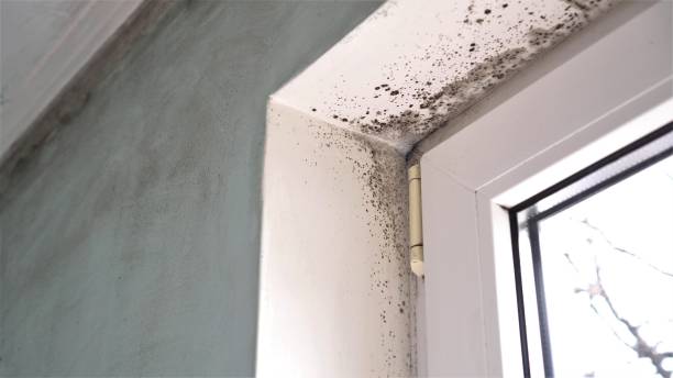 Best Real Estate Mold Inspection  in Millcreek, UT