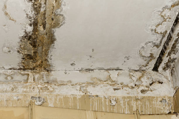 Best Mold Removal for HVAC Installations  in Millcreek, UT
