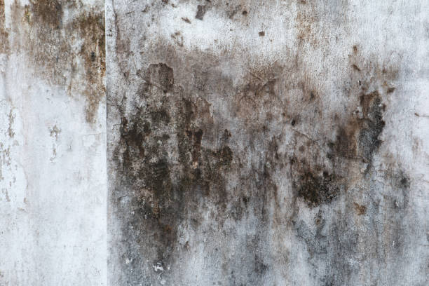 Best Emergency Mold Remediation  in Millcreek, UT