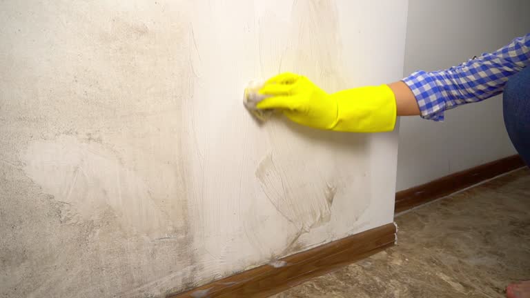Best Dehumidification Services  in Millcreek, UT