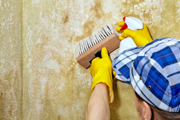 Best Mold Remediation for Healthcare Facilities  in Millcreek, UT