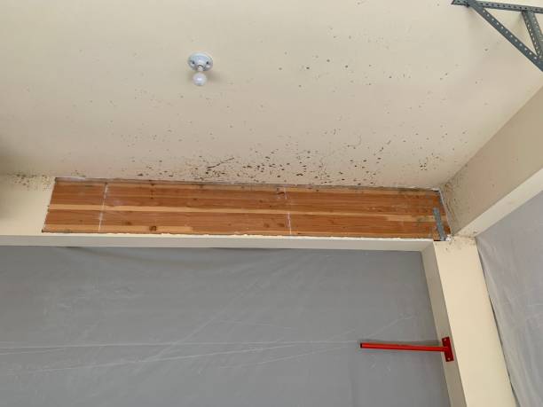 Best Mold Odor Removal Services  in Millcreek, UT