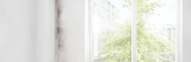 Best Mold Documentation for Insurance Claims  in Millcreek, UT