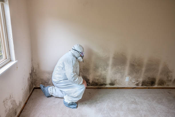Mold Odor Removal Services in Millcreek, UT