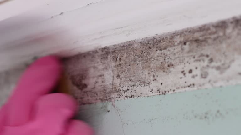 Best Comprehensive Air Testing for Mold Contaminants  in Millcreek, UT